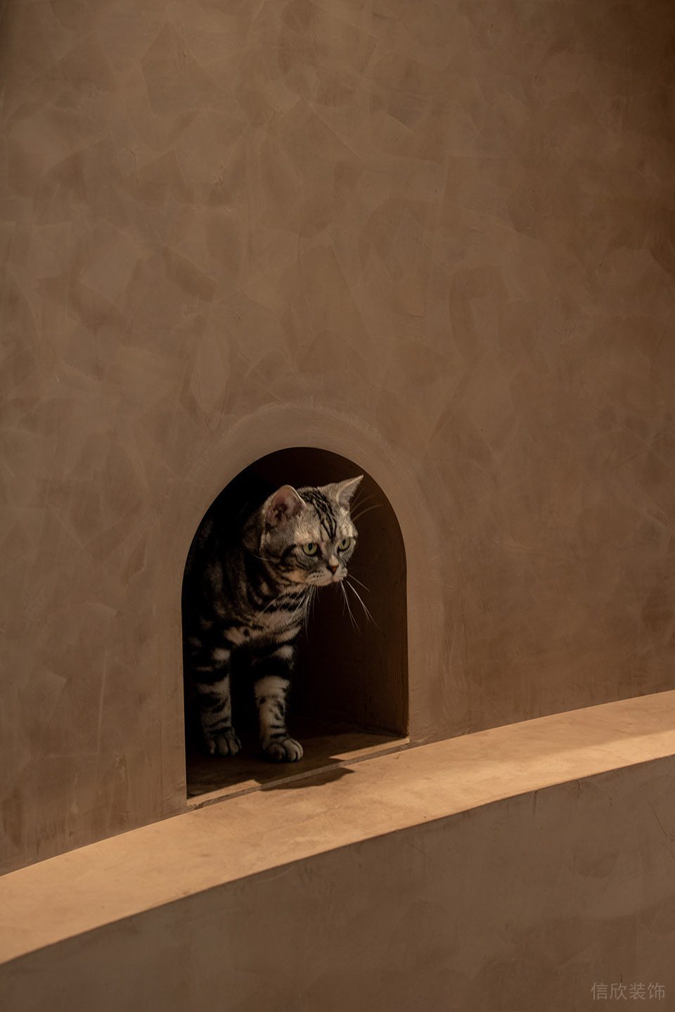 深圳市龍崗區(qū)橫崗有貓植說(shuō)寵物店裝修設(shè)計(jì) 貓咪活動(dòng)區(qū) 深圳市龍崗區(qū)橫崗有貓植說(shuō)寵物店裝修設(shè)計(jì) 貓咪活動(dòng)區(qū)